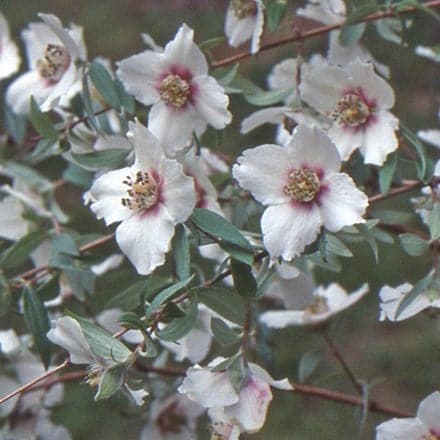 mock orange 'Sweet Clare'