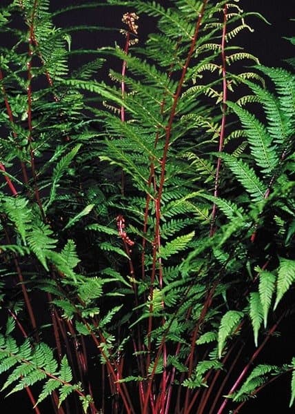 Lady Fern 'Lady in Red'