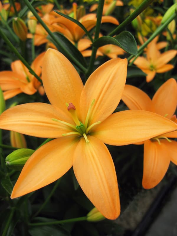 Lily 'Orange Cocotte'
