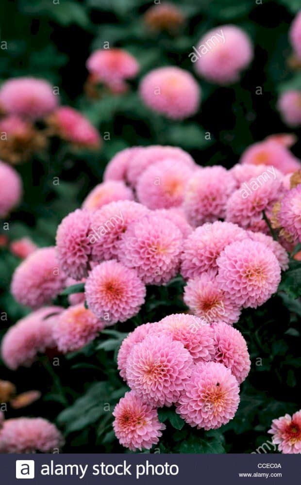 Chrysanthemum 'Fairie'