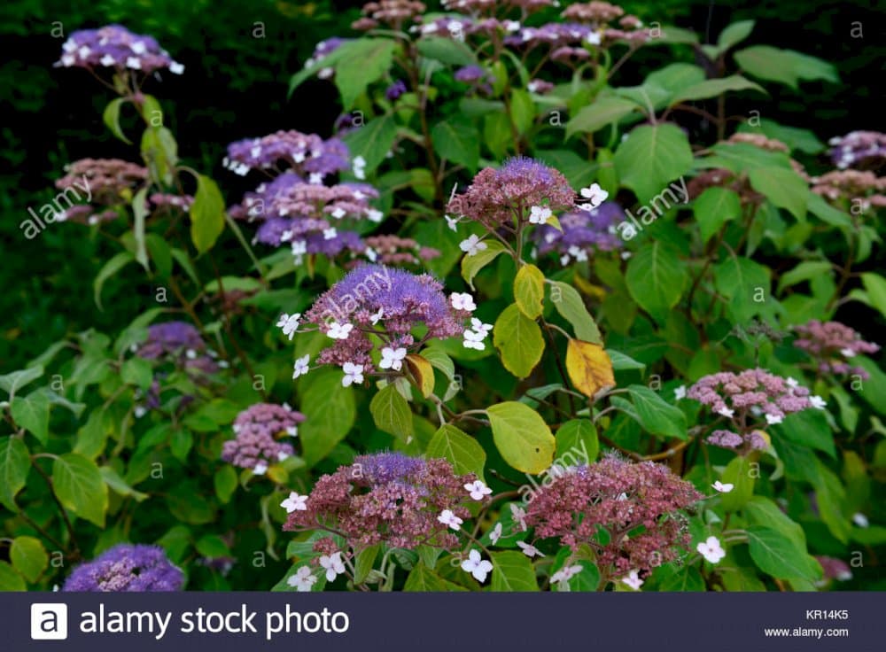 hydrangea 'Taiwan'