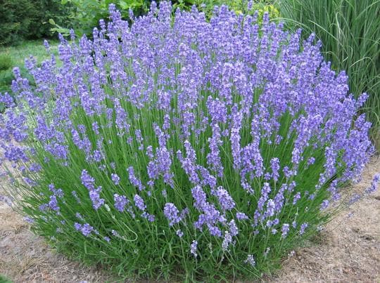 Dutch lavender