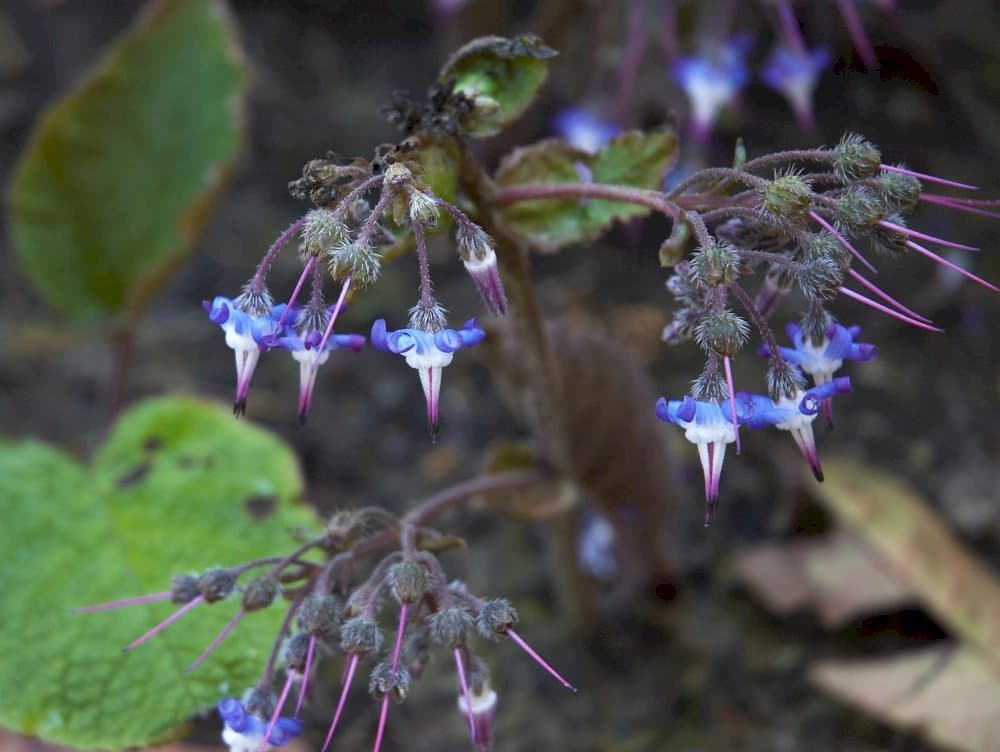 early-flowering borage