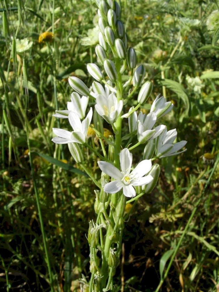 Narbonne star of Bethlehem