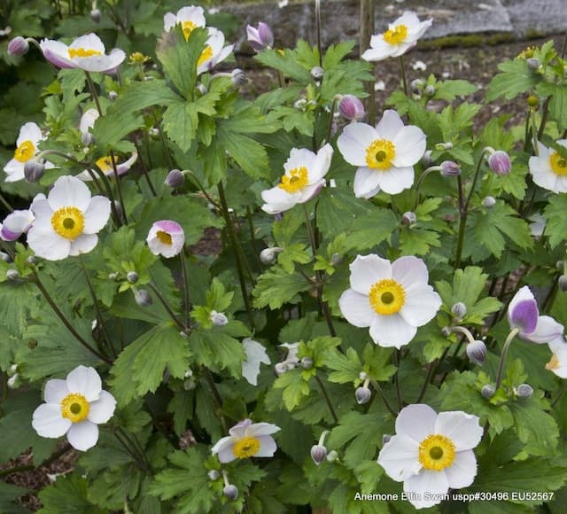 Windflower 'Elfin Swan'