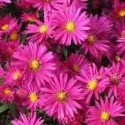 New York Aster 'Neron'