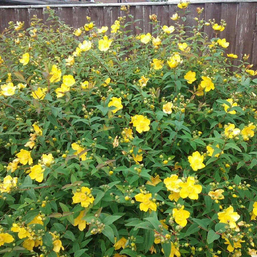 St John's Wort