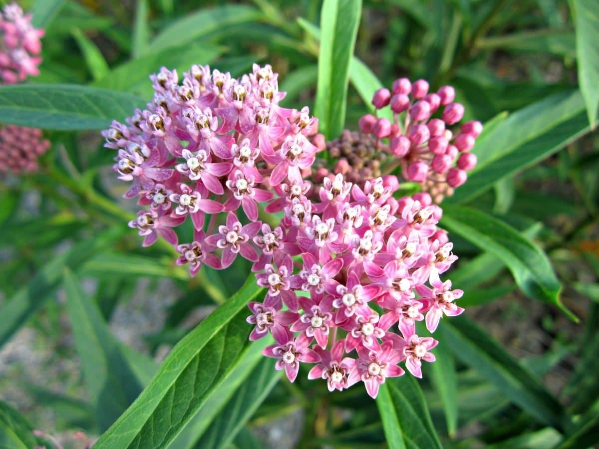 swamp milkweed