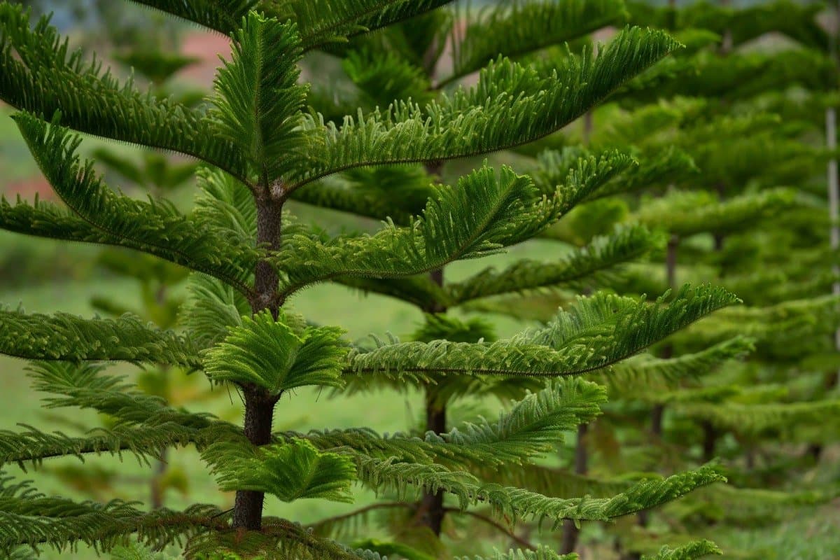 Norfolk Island pine