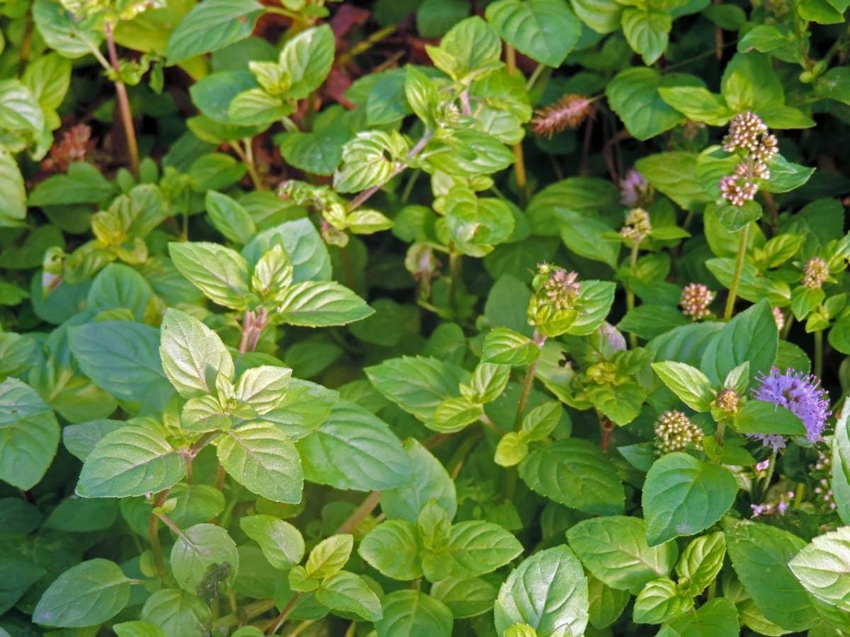 Water mint