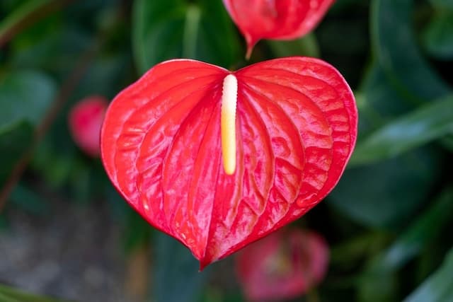 Peace lily 'Mauna Loa'