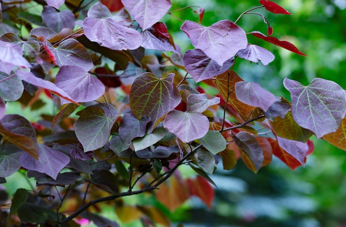 Redbud 'Forest Pansy'