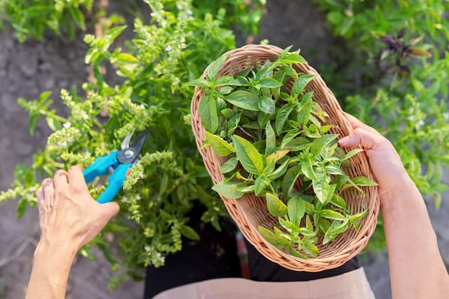 Greens you're guaranteed to grow indoors and outdoors