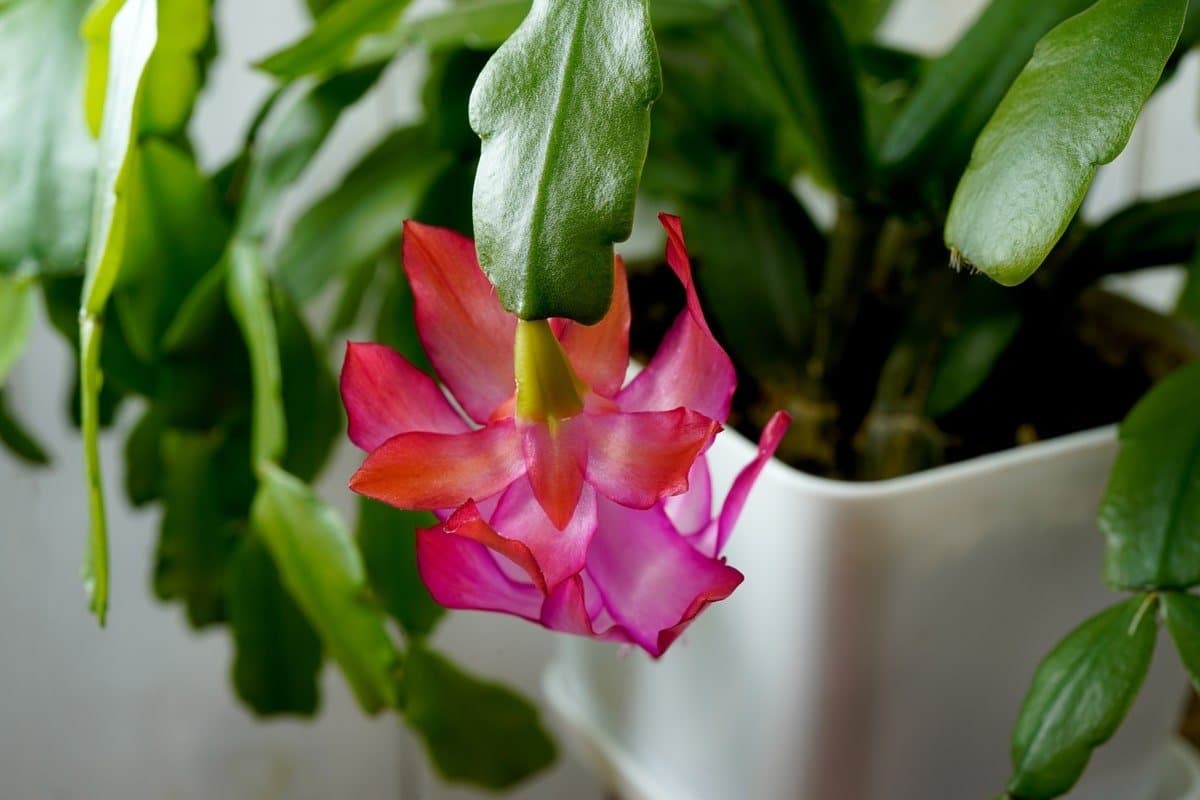 Christmas cactus