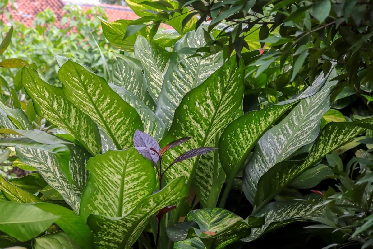 Dumb cane 'Exotica'