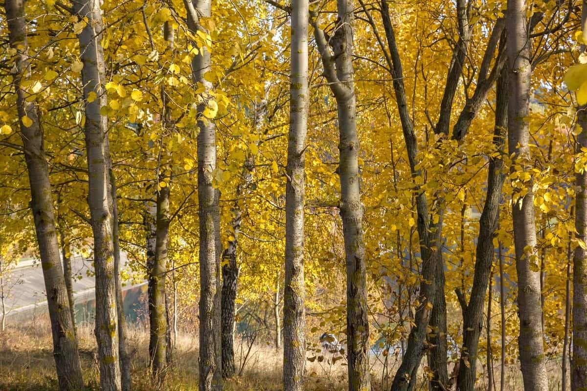 European aspen