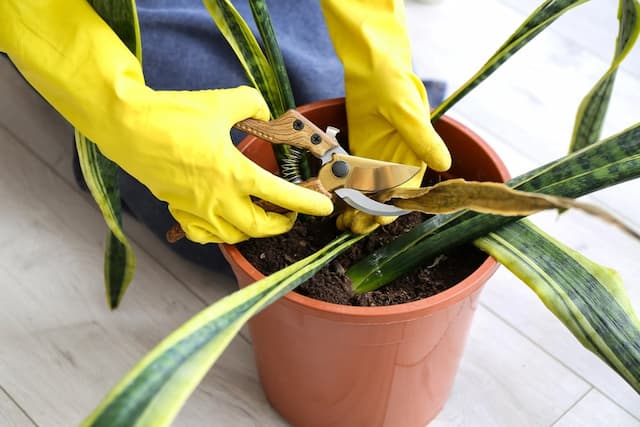 Act fast: Quick steps to combat plant diseases