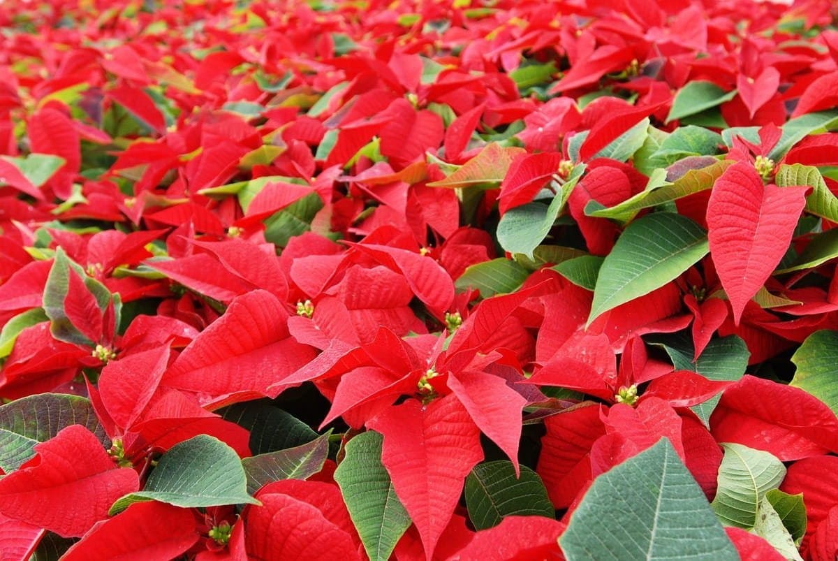 Poinsettia