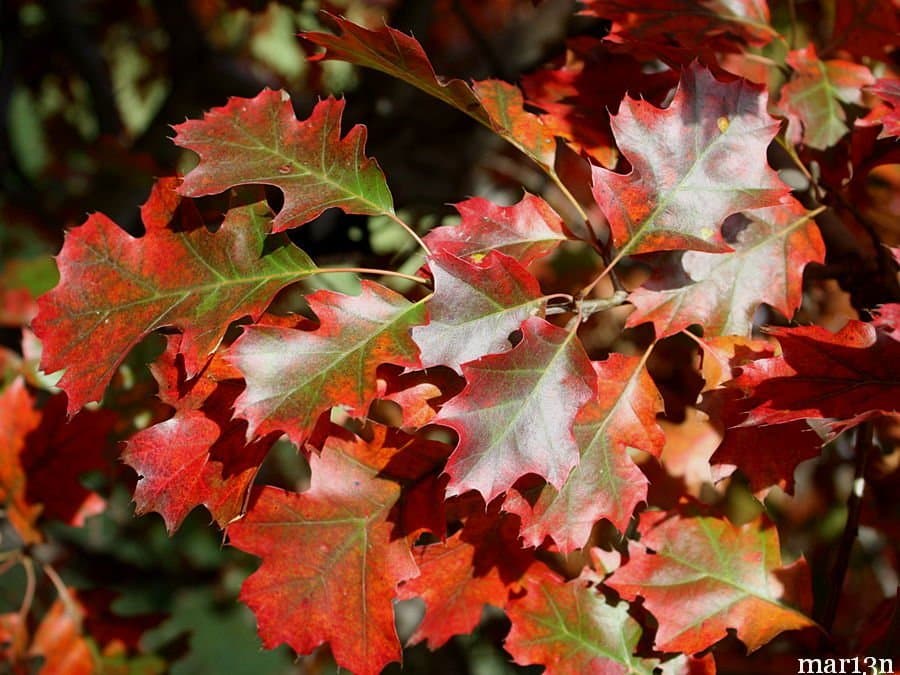 Shumard oak