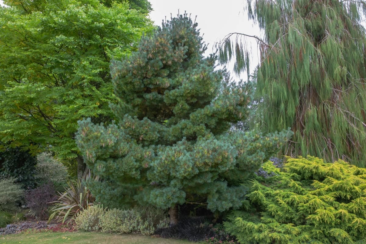 Weymouth pine