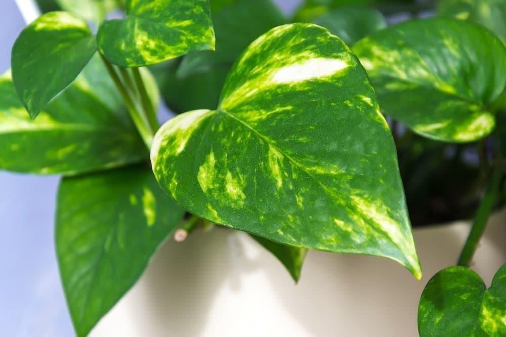 Golden pothos