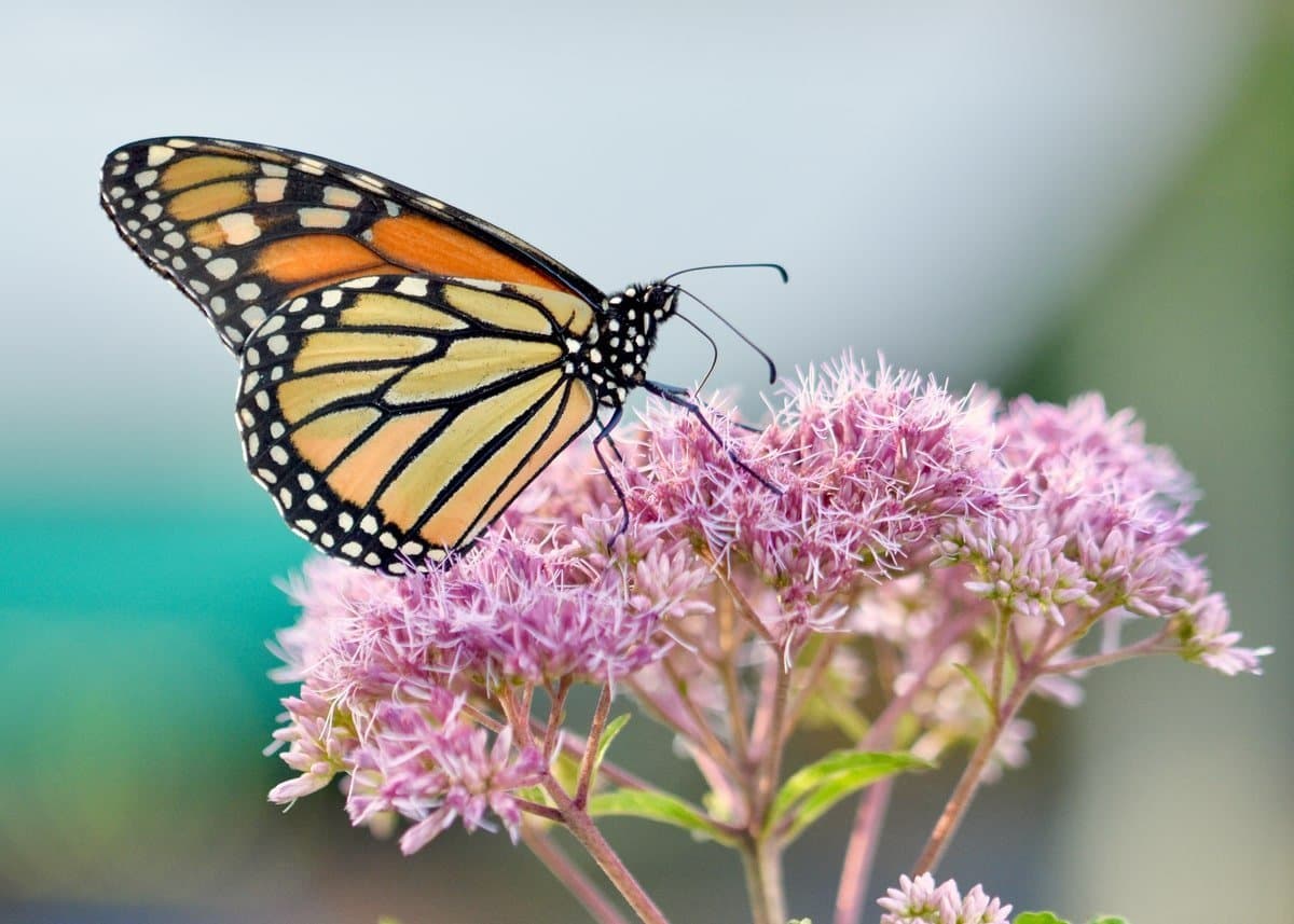 Joe-Pye weed