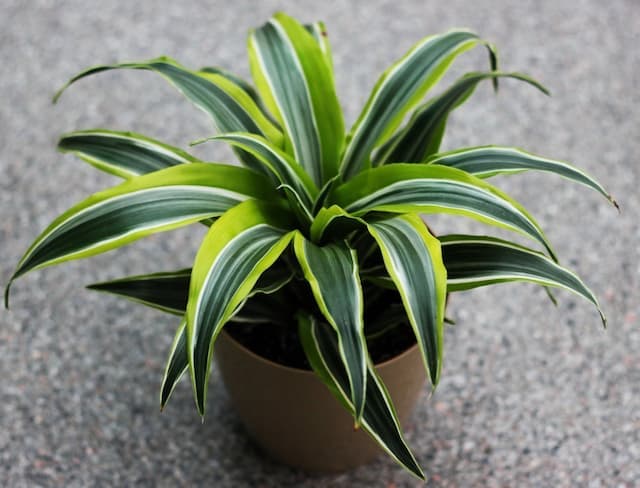 Dragon plant 'Lemon Lime'