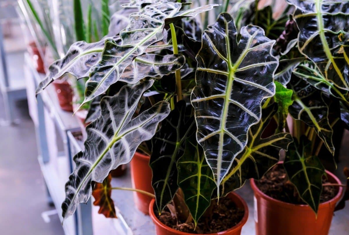 Amazonian elephant's ear