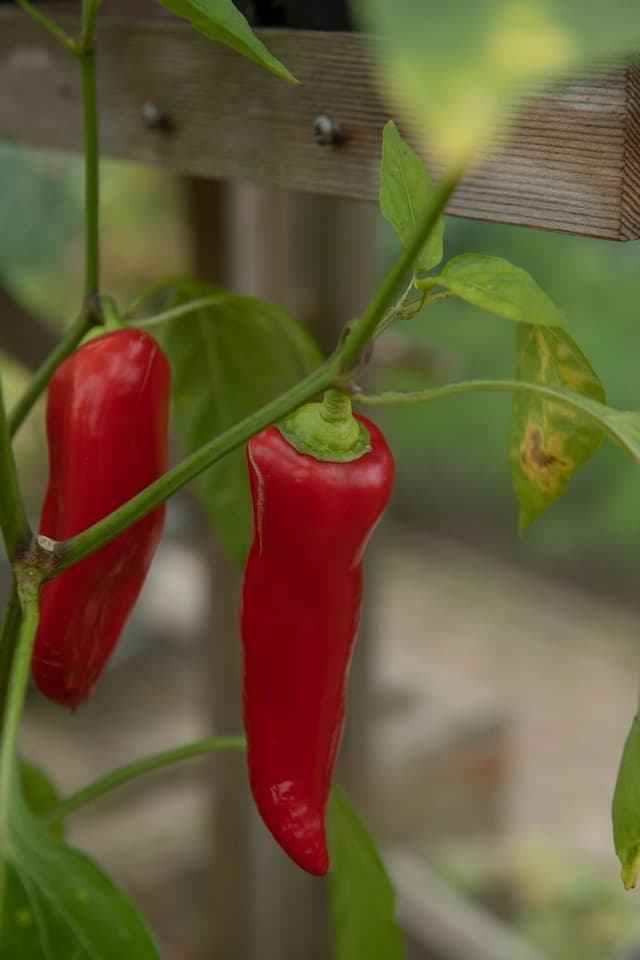 Chilli pepper 'Hungarian Hot Wax'