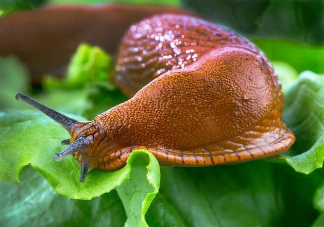 Slugs beware: Proactive measures to protect your garden