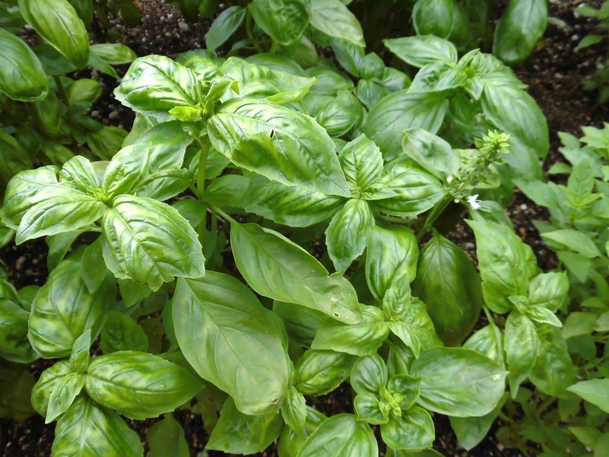 Basil