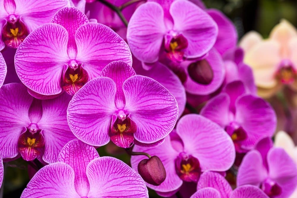 Moth orchid