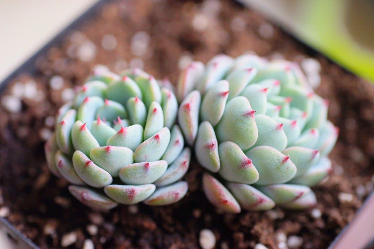 Miniature echeveria