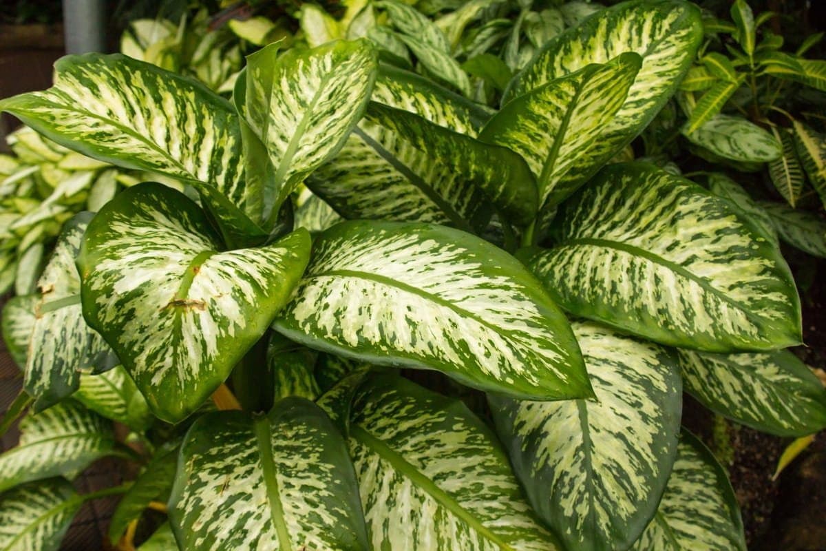 Dumb cane 'Exotica'