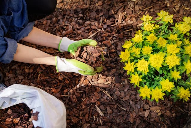 To mulch or not to mulch, that is the question