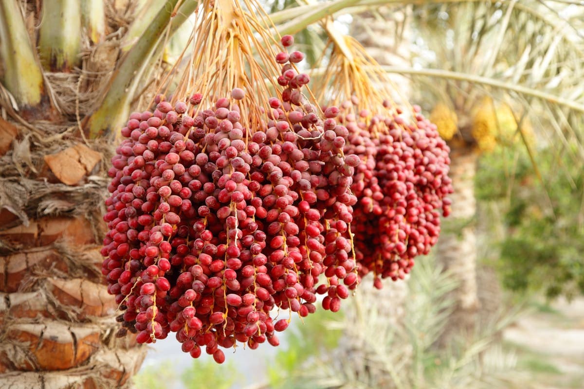 Date palm