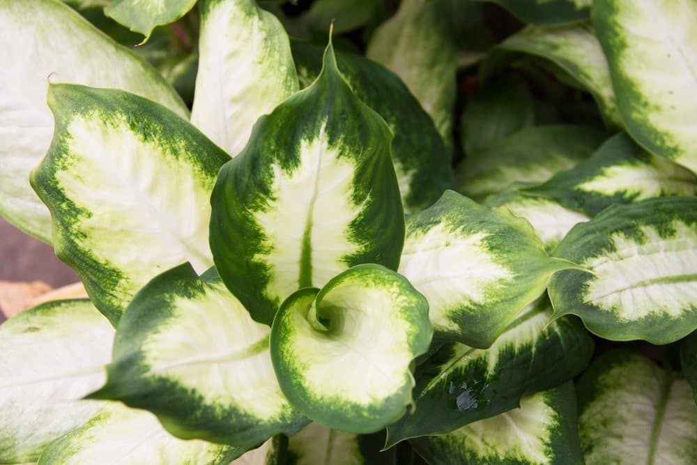 Dumb cane 'Camille'