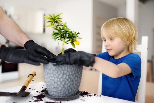 Top 5 kid-friendly plants for fruity fun at home