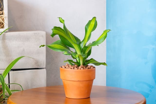 Mastering dracaena fragrans care: From novice to green thumb