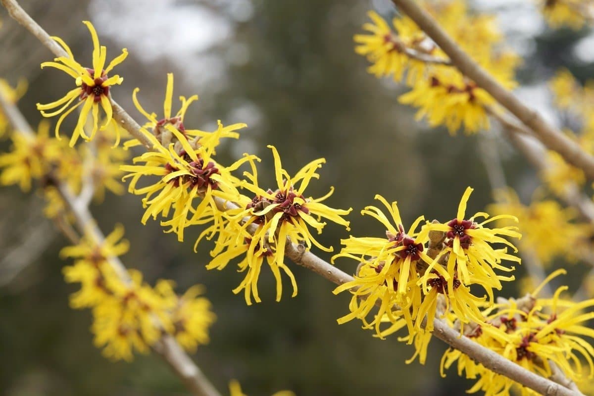 American witch-hazel