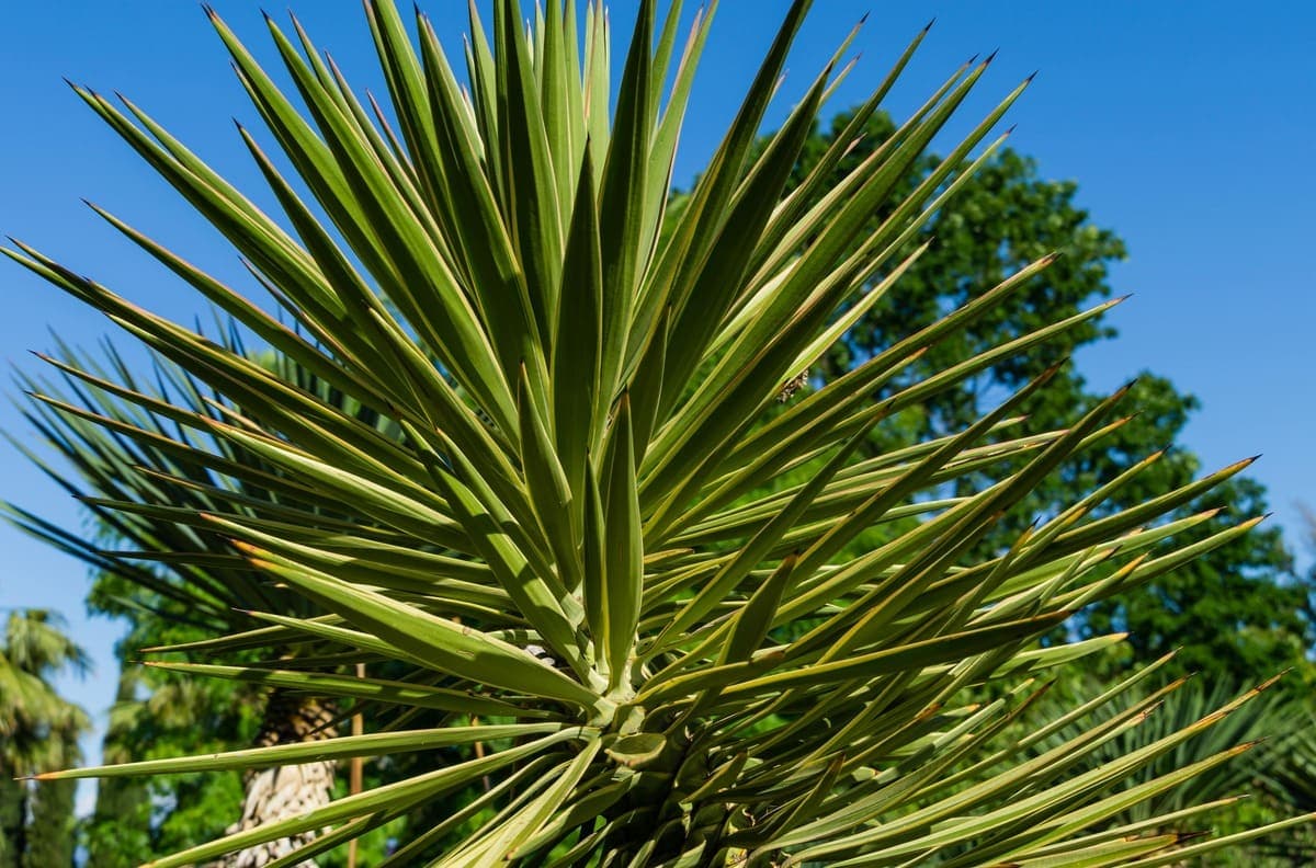 Aloe yucca