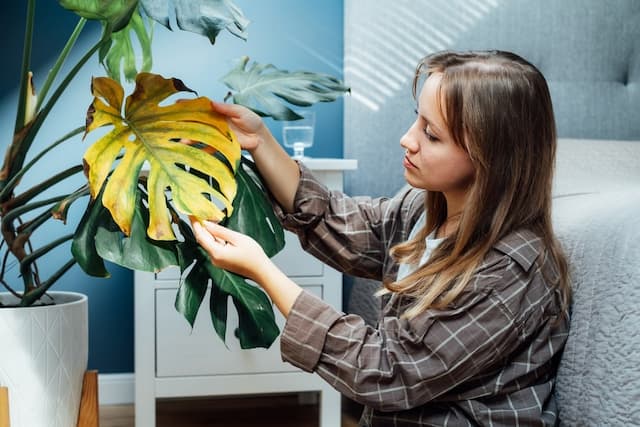 10 most common diseases of indoor plants