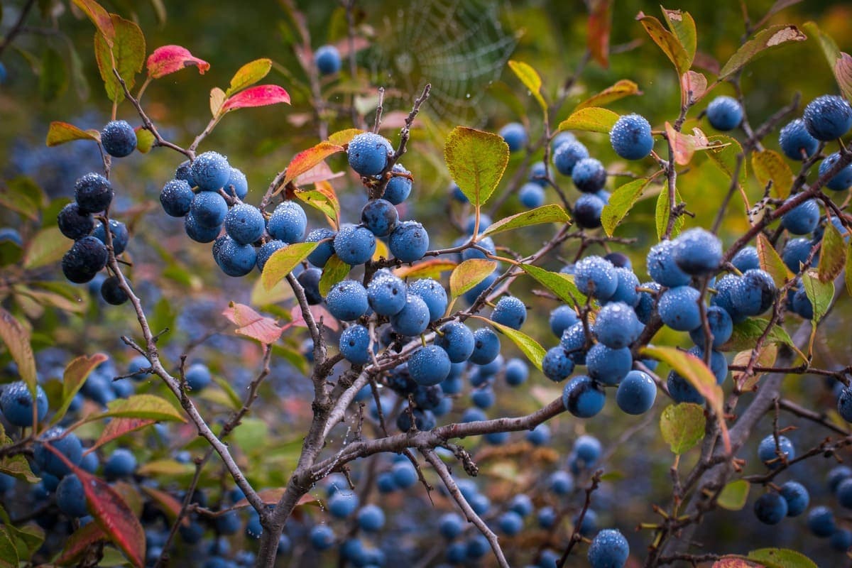 Blackthorn