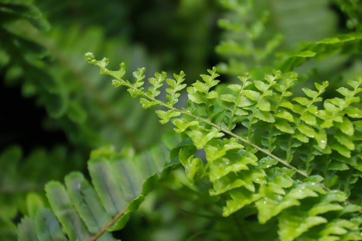 Kimberley Queen fern