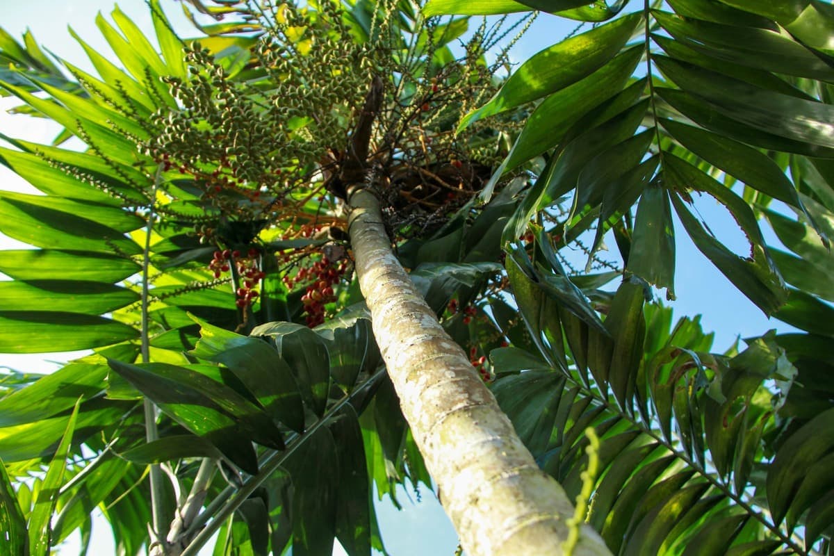 Bamboo palm