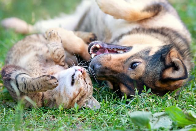 Pet-friendly garden: Tips on how to prevent your pets and your plants