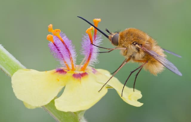 Buzzing garden heroes: Understanding insect pollinators