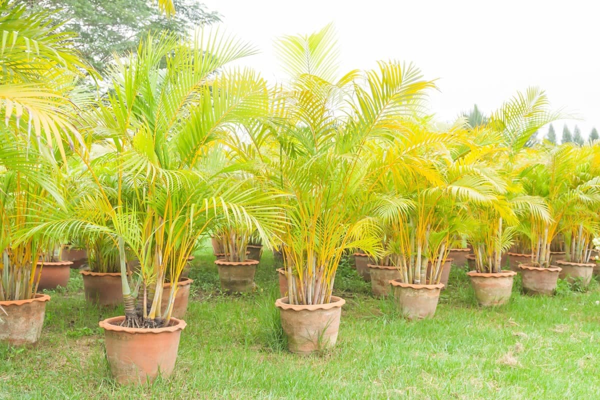 Areca Palm