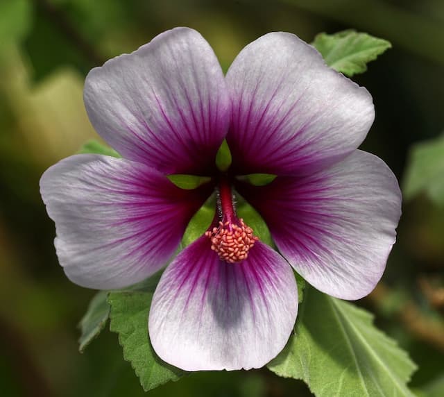 Tree mallow