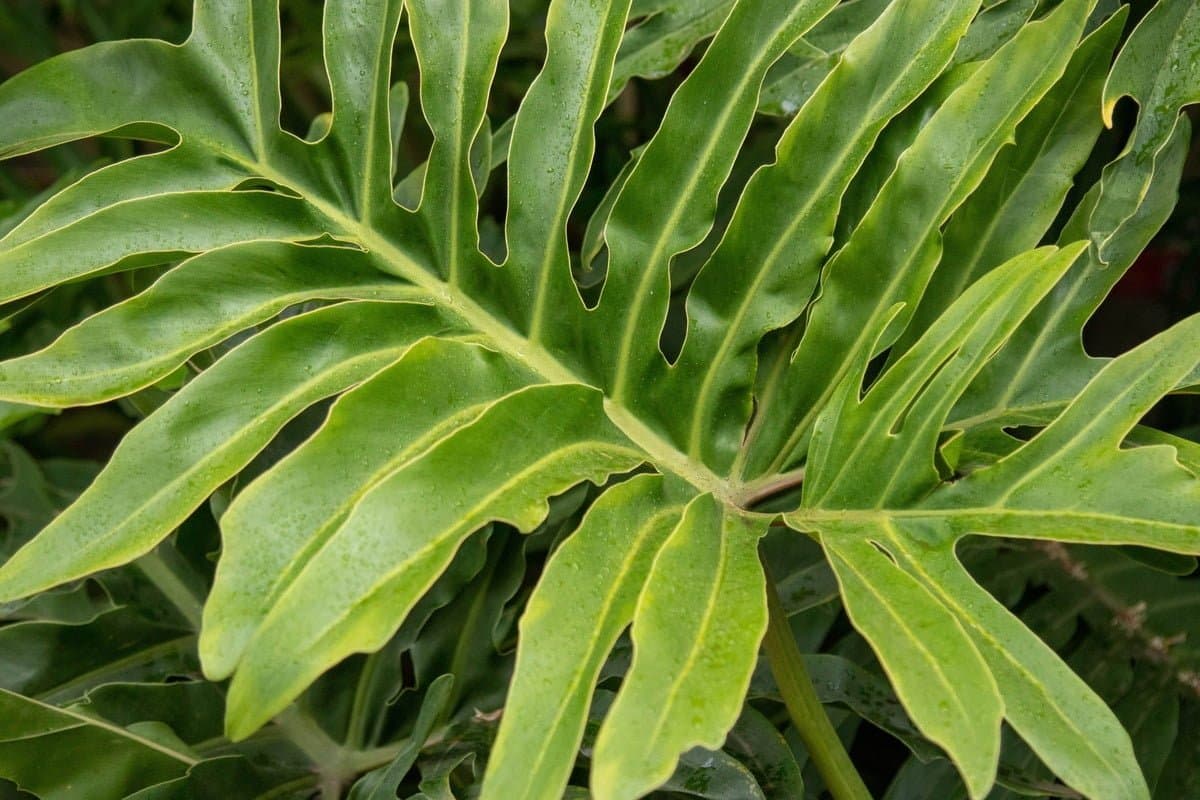 Cut-leaf philodendron